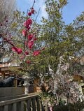 「梅が咲くなか、癌封じ」 菅原院天満宮神社へ！【関西おみくじジャーニーvol.31／京都市上京区】の画像007