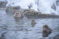世界で唯一のスポット！「温泉に浸かる野生の猿たちのほっこり入浴シーン」地獄谷野猿公苑【長野県】の画像001