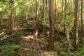 大堀切＆U字連結竪堀！  小城ながらピリリと辛い二大必見ポイント　石見国・周布城〈後編〉（島根県浜田市）【戦国の山城を攻める vol.02】の画像010