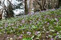 【花巡り】南関東最大級の「カタクリの群生地」で紫色のじゅうたんと早春の花を満喫！  “数万株に一つの貴重なシロバナカタクリも”【神奈川県 2025年】の画像005