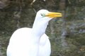 渓流釣り解禁直前！ 禁漁時期でも油断大敵！ 釣り人よりも魚獲り名人がいた「お見事！ シラサギ」【高尾山山麓を流れる案内川でヤマメを獲る瞬間を目撃】の画像009