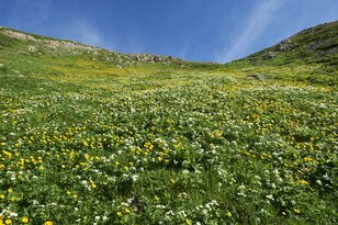 空へと吸い込まれていく黄色の絨毯。南アルプス最大のお花畑「荒川三山」を巡る【南アルプスの日々 vol.7】