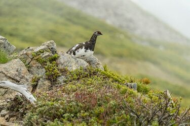 ライチョウ観察は登山道沿いがベスト 白馬乗鞍岳 小蓮華山のライチョウ調査へ 長野県 アクティビティ ニュース Bravo Mountain