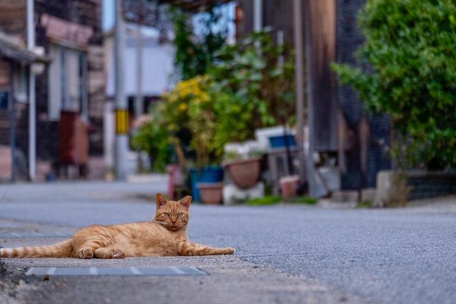 アート、ときどき島猫。男木島・女木島・豊島【「瀬戸内トリエンニャーレな旅（前編）」琉球島猫百景 vol.21〈特別編〉】の画像013