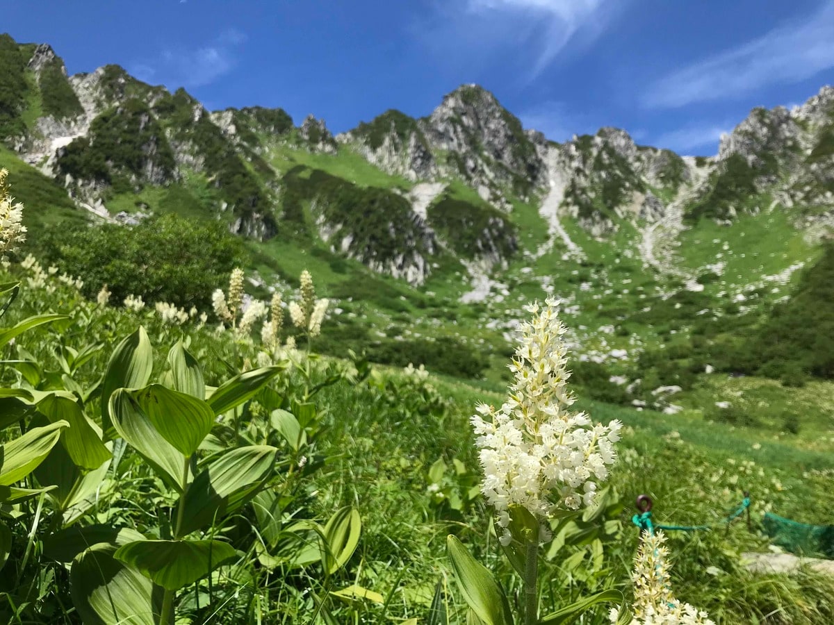 ロープウェイで一気に楽々 2612mの世界へ 千畳敷のお花畑が見頃です 概要 登山 ニュース Bravo Mountain