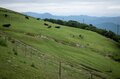 梅雨空より青い！？ 山の斜面を染め上げる「アジサイ」の絶景！ 圧巻3万本「大川原高原」の大パノラマ「あじさい祭り」現地レポ【徳島県名東郡】の画像010
