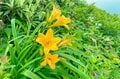 【登山】花の百名山は天空の楽園だった！「平標山の高山植物に魅了される夏」 新潟県・2023年の画像001