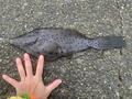 釣り「毒魚ほどよく釣れる」悪魔の法則！  絶対に覚えるべき「食べられない」「触れない」危険な魚6種！の画像006