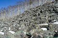 希少！ 【絶滅危惧種】北海道・ナキウサギのキュートすぎる“もふもふ“姿と鳴き声【2021年・東大雪】の画像002
