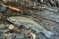 【冬季釣り場】日本一の清流・神流川 「群馬県が誇るブランドニジマス “ハコスチ”」苦戦したけどなんとか釣れた！ 「目からウロコの当たりフライ！」とはの画像007