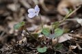 【景色だけじゃない】5月のハイキングの楽しみは「目の前」にもある＜足元編＞の画像002