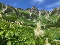 ロープウェイで一気に楽々「2612mの世界へ」千畳敷のお花畑が見頃です