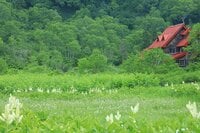 今が見頃！ ひっそりと咲く、夏の高原の風物詩「ワタスゲの花」＜栂池自然園＞