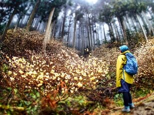 花咲くトレイルから春を感じよう！  空に舞う黄色のぼんぼり「ミツマタのトレイル」 群馬、滋賀、栃木・茨城のおすすめスポット【2024年】