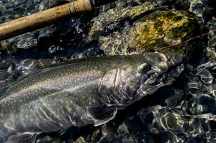 釣り人の季節到来！  辰年 天竜川「解禁・フライフィッシング釣行」 【長野県】2024年