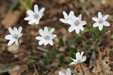 掛軸 山田邦人 四季草花 共箱 紅白梅 B-5 掛軸 山田邦人 四季草花 共箱