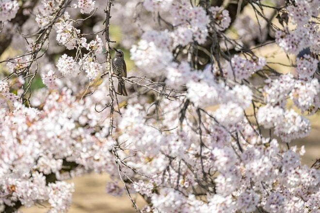 【渓流釣り】飛騨の春、桜とヤマメとイワナを愛でながら里川でフライフィッシング！  岐阜県｜2026年の画像002