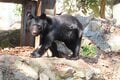 【クマを知る】「山であいたくない動物」のトップ！  クマ科の8種類を分類してみようの画像002