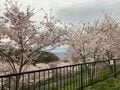 桜シーズン到来「超メジャー」スポットから「秘密の穴場」まで関西エリアで「桜を楽しめるキャンプ場」3選の画像003