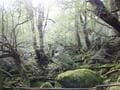 一度は行きたい！ 世界遺産「屋久島」 じっくり満喫できる、ガイド付きツアーで参加してみた！  縄文杉・白谷雲水峡・島内テント泊の神秘「現地レポ」の画像003