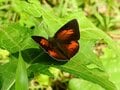 「冬のチョウは分厚い緑の葉の裏にいる」虫たちの厳しくもたくましい越冬【あなたのすぐそばにいる「季節の虫」の探し方 vol.1】の画像002