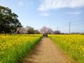 春の絶景「ソメイヨシノ1000本」が視界を埋めつくす！ お花見の名所「権現堂桜堤」桜のトンネル＆「菜の花カーペット」圧巻コラボ「フォトレポート」【埼玉県幸手市】の画像003