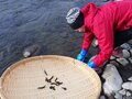 冬の風物詩『伝統の郷土食・昆虫食』江戸時代から続く“伊那谷”のご当地グルメ「ざざ虫」を、獲って食べてみた！【2022年1月・長野県伊那市】の画像006