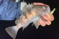 流行中のメバル釣り「メバルプラッギング」の最重要ポイントは「アクション」！  基本の「3つの誘い方」とは？の画像002