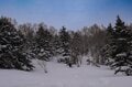 最高の雪質と絶景「焼額山スキー場」が叶えてくれる！  この冬の特別な体験【長野県 山ノ内町・志賀高原】の画像004