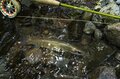 【渓流釣り】「すぐ上流、下流では釣れるのに……」 魅惑のポイントが連続でも、なぜか釣れない謎の区間   長野県・2025年の画像005