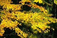 【自然観察】香りも楽しめる黄葉！「秋風に漂う、お菓子のような甘い匂いの正体」 2025年