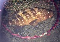 身近な堤防からでも狙えるって知ってた？  6月からハイシーズンの高級魚「キジハタ」ポイント選び・ルアー仕掛け・誘い方のコツ解説！