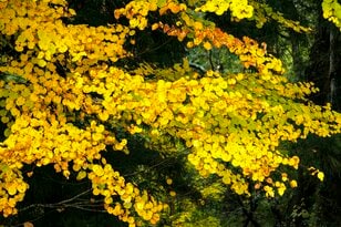 【自然観察】香りも楽しめる黄葉！「秋風に漂う、お菓子のような甘い匂いの正体」 2025年