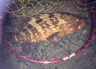 身近な堤防からでも狙えるって知ってた？  6月からハイシーズンの高級魚「キジハタ」ポイント選び・ルアー仕掛け・誘い方のコツ解説！