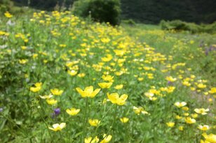 満開に咲き乱れる「ミヤマキンポウゲ」の花畑！  高山植物の宝庫・花の百名山「焼石岳」フラワートレッキングレポ