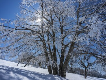 今年はまだ見頃！ まだ間に合う」 神秘的な樹氷輝く森へ【根子岳