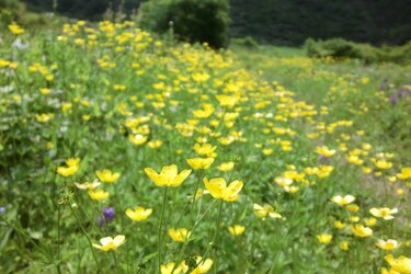 満開に咲き乱れる「ミヤマキンポウゲ」の花畑！ 高山植物の宝庫・花の