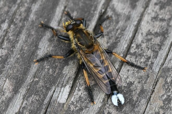 道端で獲物を狙うこの顔に注目！  “亀仙人似のイケオジ“ スズメバチも襲う「最強昆虫」の噂は都市伝説？  意外なほど弱者だった真実に迫る 【東京都 2025年】の画像003