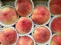 【桃農家に聞きました】包丁を使わず「桃の皮がスルッと剥ける」方法の画像010