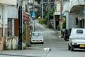 宮古島の島猫散歩におすすめ！  漲水御嶽エリア、白猫に導かれ日本最南端の神社へ【琉球島猫百景 vol.19「創造神話の聖地に棲まう白猫族」沖縄県宮古島】の画像010