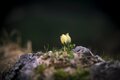 本州では2ヵ所だけ！ 希少な高山植物・九十九草（ツクモグサ）に会いに行く山登り 横岳【八ヶ岳】2023年の画像003