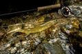 【渓流釣り】濃い魚影、素直な反応、そして良型イワナが飛び出した飛騨の渓！  岐阜県｜2026年の画像010