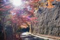 まだ間に合う！【関東の紅葉最終案内】房総・大福山と梅ヶ瀬渓谷で晩秋のんびり歩きの画像010