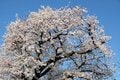 お花見やハイキングシーズンにぴったり！「アウトドア茶会」を楽しもう！【季節の外ごはん vol.34】の画像005