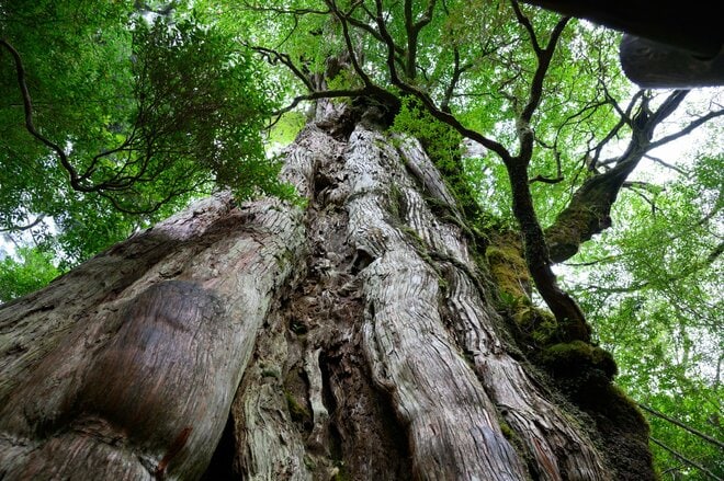 【世界自然遺産・屋久島】九州最高峰の「宮之浦岳」へ！  日本最南端の高層湿原「花之江河」を抜け、洋上のアルプスに臨むの画像021