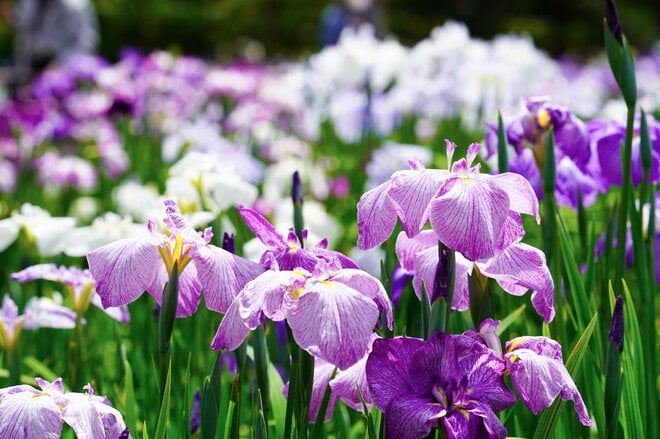 梅雨空の絶景！  東京23区に咲く花菖蒲の4名所「堀切菖蒲園」「水元公園」「小岩菖蒲園」「しょうぶ沼公園」で江戸の風流を感じる【東京都・葛飾区/江戸川区/足立区】の画像020