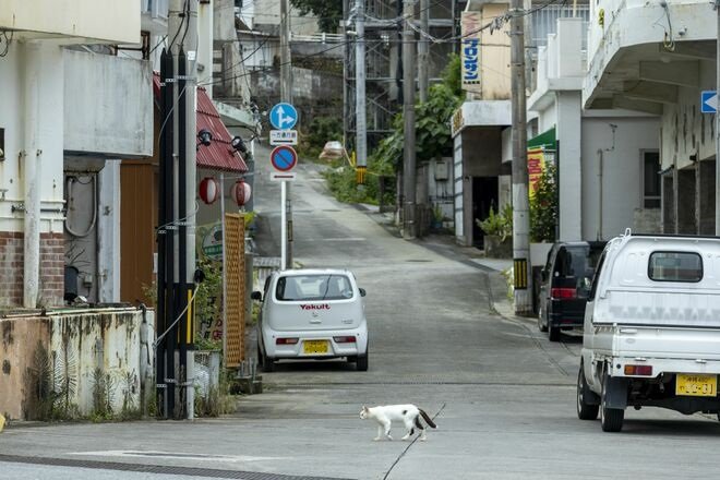 宮古島の島猫散歩におすすめ！  漲水御嶽エリア、白猫に導かれ日本最南端の神社へ【琉球島猫百景 vol.19「創造神話の聖地に棲まう白猫族」沖縄県宮古島】の画像010