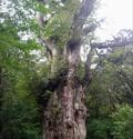 一度は行きたい！ 世界遺産「屋久島」 じっくり満喫できる、ガイド付きツアーで参加してみた！  縄文杉・白谷雲水峡・島内テント泊の神秘「現地レポ」の画像008