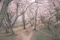 【駅から登る絶景低山】川端康成・井上靖・東山魁夷も称賛した山頂からの展望「長峰山」＆桜の名所「光城山」縦走ハイキング【長野県安曇野市】の画像010
