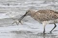 「都内唯一のラムサール登録湿地で、白昼堂々バラバラ事件発生！」  東京湾の干潟で目撃した渡り鳥の早ワザ料理術に目がテン 【2024年 東京都】の画像004